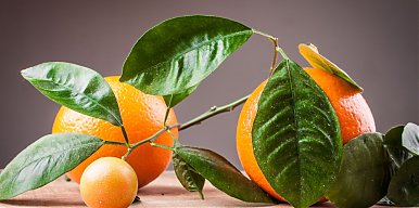Czy gorzka pomarańcza wspomaga odchudzanie?